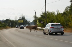 В Камызяке прошёл рейд по борьбе с незаконным выпасом скота