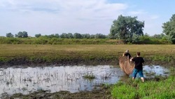 Камызякские «Голубые патрули» спасают рыбную молодь