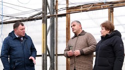 В камызякских теплицах взошли первые огурцы 