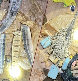 В Камызякском районе завершено расследование дела о незаконном обороте осетровых