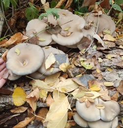 Камызякские грибники вышли на охоту