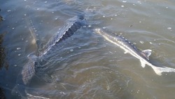 В Камызякском районе успешно развивается аквакультура