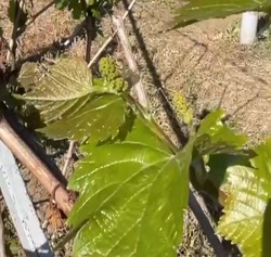 В Иоанно-Предтеченском скиту виноградник воскрес после заморозков