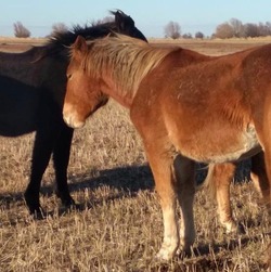 Фермер из Камызякского района приобрела на грант новоалтайских лошадей