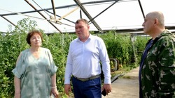 В Камызякском районе собирают первые тепличные томаты