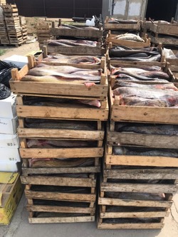 В Астраханской области изъяли 150 килограммов осетров и 4 тонны частиковой рыбы