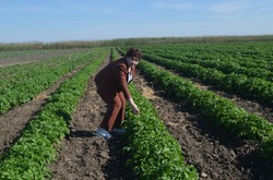 Камызякский фермер планирует вырастить 300 тонн картофеля и 30 тысяч тонн капусты