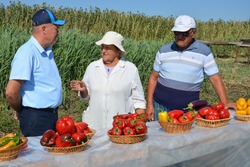 Камызякские селекционеры представили астраханским фермерам новые сорта овощей