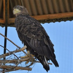 В Камызякском районе выхаживают орлана-белохвоста