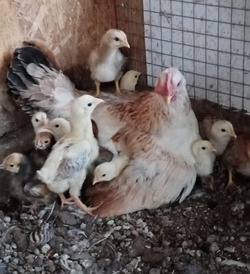 Камызякские птицеводы рассказали о своём хобби