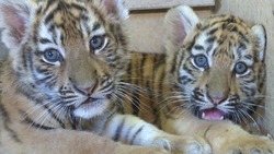 В камызякском зоопарке «Баба Фрося» поселились львята и бенгальские тигрята