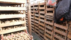 В Камызякском районе  готовят картофель для посадки