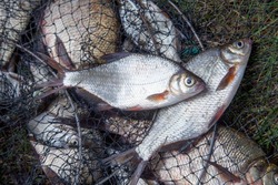 В Камызякском районе задержаны два нарушителя правил рыболовства