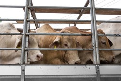 В Камызякском районе задержан скот без документов