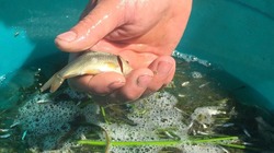 В Камызякском районе стартует уникальный проект «Спаси рыбку»