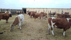 В рамках нацпроекта камызякский фермер заготавливает сено и разводит коров