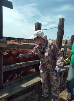 В Камызякском районе завершена акарицидная обработка домашнего скота