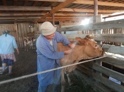 В Камызякском районе началось чипирование коров 