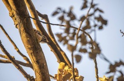 Астраханский школьник обнаружил пребывание редкого для региона вида птицы