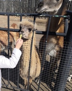 В Камызякском районе бродячие собаки загрызли животных зоопарка
