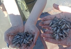 В селах Травино и Полдневое школьники спасают молодь рыбы