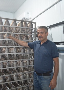 В Камызякском районе идёт переработка весеннего улова рыбы