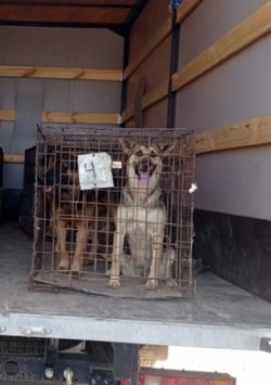В Камызякском районе начали отлавливать бродячих собак