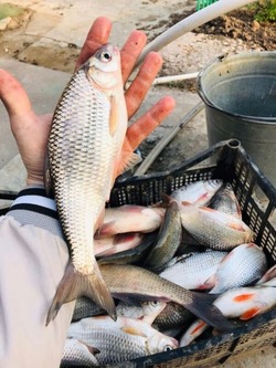 Ловись, рыбка, мала и велика: что принёс день сегодняшний рыбакам в Камызякском крае
