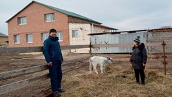 Камызякские фермеры успешно применяют технологию искусственного осеменения