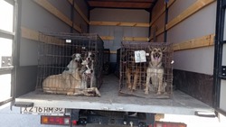 В Камызякском районе ведётся отлов бездомных собак