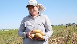 Камызякские аграрии приступили к сбору раннего картофеля