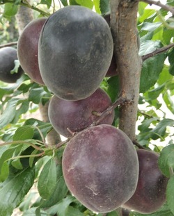 Житель Камызяка вырастил урожай чёрного абрикоса