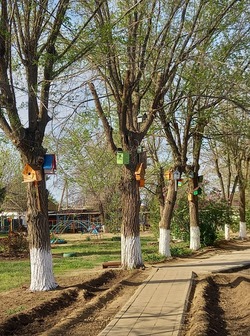 В посёлке Волго-Каспийский на деревьях появились именные скворечники