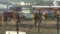 В Камызякском районе строится штраф-стоянка для бродячего скота 